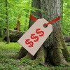 Investment opportunity - Investment opportunity 140_timber-investing_ths